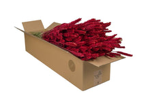 Getrocknete Weizenblüten (Triticum) – Rot – 4 Bündel – ↕60 cm