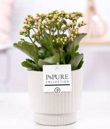 Kalanchoe Pink In P&PURE Ivy Ceramics Shiny White - Ø12cm - ↕27cm
