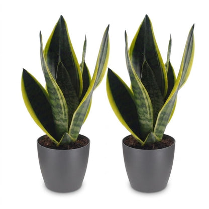 Green boutiQ - Sansevieria Future Superb - Vrouwentong - 2 Planten - met Potter Grijs - Pot 12cm - Hoogte - 35cm