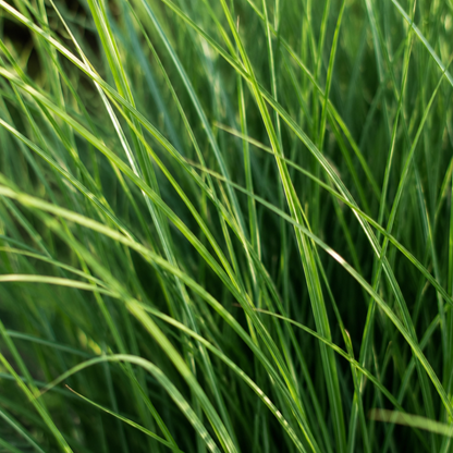 6x Panicum virgatum ‘Northwind’ – Sterk opgaand siergras met strakke groeivorm | Potmaat 12 cm