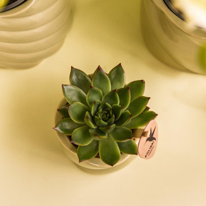 Kolibri Greens | Groene plant - Succulent Echeveria Miranda potmaat Ø6cm | groene kamerplant - vers van de kweker