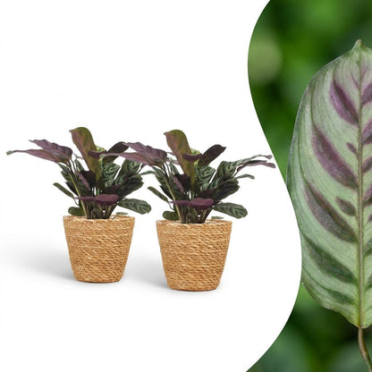 Green boutiQ - Ctenanthe Burle Marxii - Visgraatplant - 2 Planten - met Mand - Pot 12cm - Hoogte - 30cm