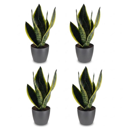 Green boutiQ - Sansevieria Future Superb - Vrouwentong - 4 Planten - met Potter Grijs - Pot 12cm - Hoogte - 35cm