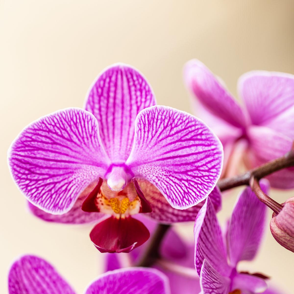 Kolibri Orchids | Paarse orchidee Vienna + Malaga sierpot Lila - potmaat Ø9cm | bloeiende kamerplant - vers van de kweker