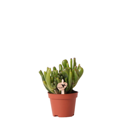 Kolibri Greens | Groene plant - Succulent Crassula Hobbit potmaat Ø6cm | groene kamerplant - vers van de kweker