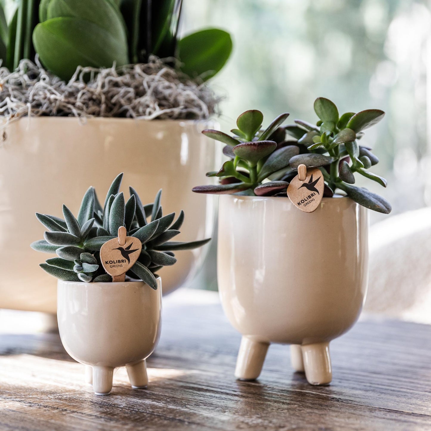 Kolibri Greens | Groene plant - Succulent Crassula Ovata potmaat Ø9cm | groene kamerplant - vers van de kweker - Ø9cm