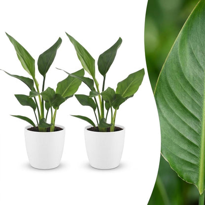 Strelitzia Reginea - Paradijsvogelbloem - 2 Planten - met Potter Wit - Pot 12cm - Hoogte - 35cm