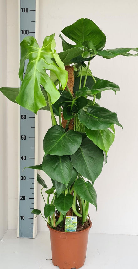 Monstera Moss Stick - Ø19cm - ↕80cm