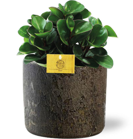 Peperomia Burning Bush - Ø15cm - ↕25cm + Mesh Pot D16x14cm - Brown