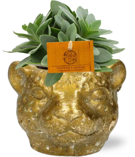 Senecio Cephalophorus - Ø10.5cm - ↕15cm + Planter Leopard D12x9.5cm - Gold
