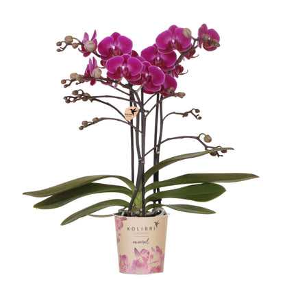 Kolibri Orchids | Paarse phalaenopsis orchidee potmaat Ø9cm | Morelia | bloeiende kamerplant - vers van de kweker