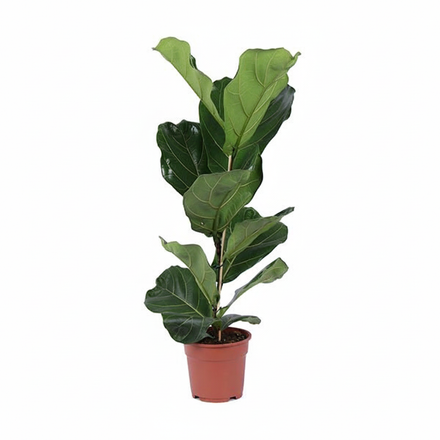 Ficus Lyrata shrub - 80cm