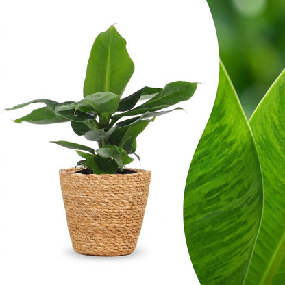 Green boutiQ - Musa Oriental Dwarf - Dwergbanaan - 1 Plant - met Mand - Pot 12cm - Hoogte 30cm