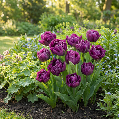 24x Tulipa Double Lilac - Dubbele lila tulp - Paars - Voorjaarsbloeier - Bolmaat 11/12
