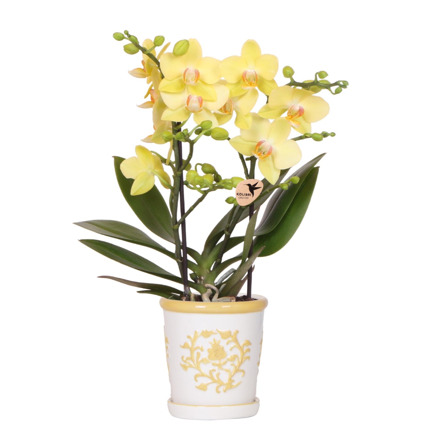 Hummingbird Orchids | Yellow orchid Albenga + Malaga decorative pot yellow - pot size Ø9cm | flowering houseplant - fresh from the grower
