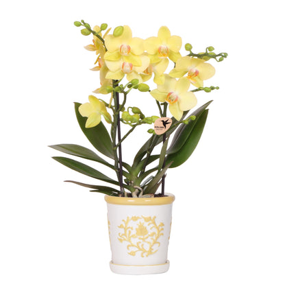 Hummingbird Orchids | Yellow orchid Albenga + Malaga decorative pot yellow - pot size Ø9cm | flowering houseplant - fresh from the grower