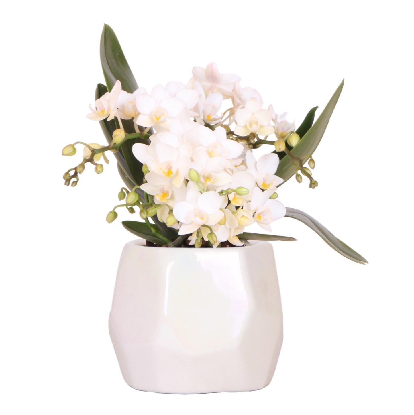 Hummingbird Orchids | White orchid 'Nazaré' + Pearl decorative pot Travertine - pot size Ø9cm | flowering houseplant - fresh from the grower