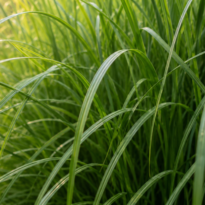 6x Miscanthus sinensis ‘Gracillimus’ – Elegant prachtriet met sierlijk overhangend blad | Potmaat 12 cm