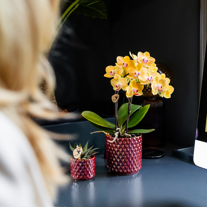 Kolibri-Orchideen | Gelbe Phalaenopsis-Orchidee – Lima – Topfgröße Ø 9 cm | Blühende Zimmerpflanze – frisch vom Züchter