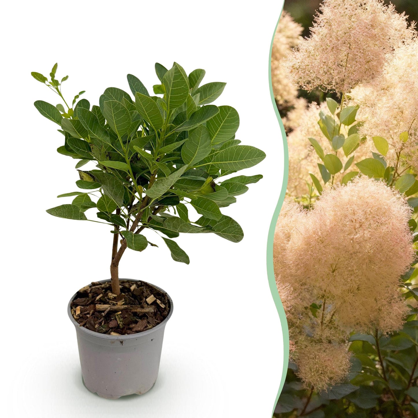 Green boutiQ - Tuinplant - Cotinus coggyria Young Lady - Groen 1 Plant - Bladverliezend - Weinig Onderhoud - Pot 12cm Hoogte 35cm