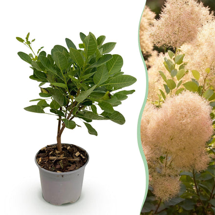 Green boutiQ - Garden plant - Cotinus coggyria Young Lady - Green 1 Plant - Deciduous - Low Maintenance - Pot 12cm Height 35cm