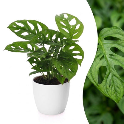 Green boutiQ - Monstera Adansonii - Rhaphidophora Tetrasperma - 1 Plant - met Potter Wit - Pot 12cm - Hoogte - 25cm