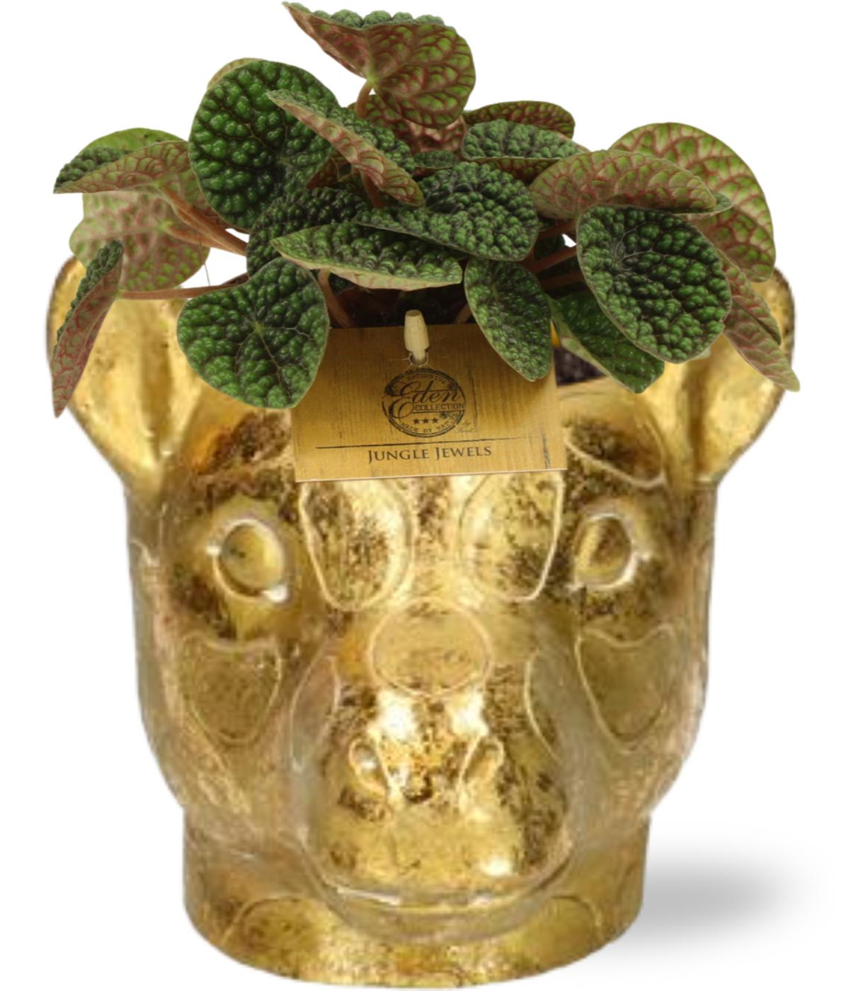 Peperomia Green Bubble - Ø10,5cm - ↕15cm + Planter Giraf D11/14x11cm - Goud