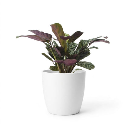 Green boutiQ - Ctenanthe Burle Marxii - Visgraatplant - 1 Plant - met Potter Wit - Pot 12cm - Hoogte - 30cm