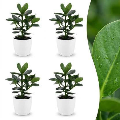 Green boutiQ - Clusia Princess - Clusia - 4 Planten - met Potter Wit - Pot 12cm - Hoogte - 40cm