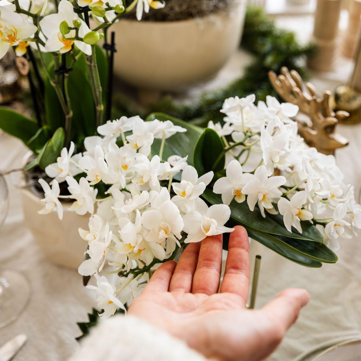 Hummingbird Orchids | White orchid 'Nazaré' + Pearl decorative pot Travertine - pot size Ø9cm | flowering houseplant - fresh from the grower