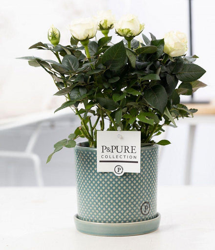 Rosa White In P&PURE Lauren Ceramics - Ø12cm - ↕30cm