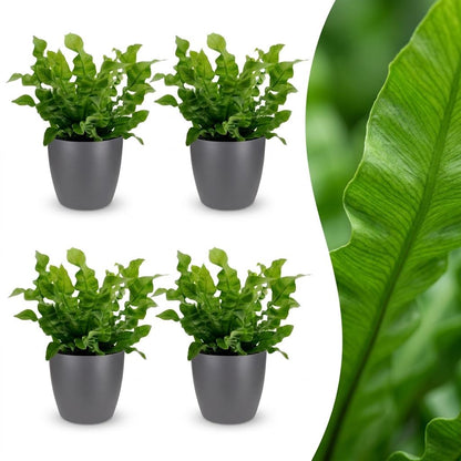 Green boutiQ - Asplenium Crispy Wave - Asplenium Crispy Wave - 4 Planten - met Potter Grijs - Pot 12cm - Hoogte - 30cm
