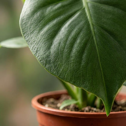 Green boutiQ - Monstera Deliciosa - Gatenplant - 4 Planten - met Potter Grijs - Pot 12cm - Hoogte - 30cm