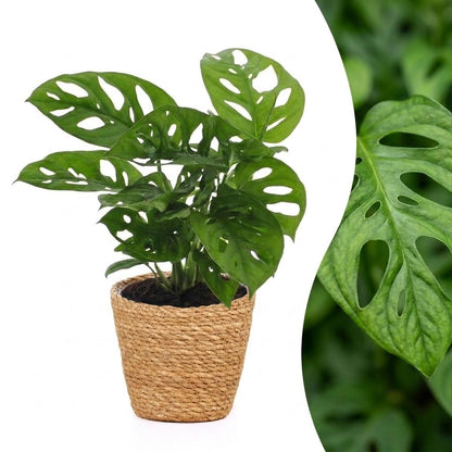 Green boutiQ - Monstera Adansonii - Rhaphidophora Tetrasperma - 1 Plant - met Mand - Pot 12cm - Hoogte - 25cm