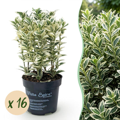 Green boutiQ - 16x Euonymus japonicus White Spire - Kardinaalsmuts - Haagplanten - Groenblijvend - Wit - Groen - Pot 9cm - Hoogte 20-30cm
