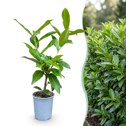 Green boutiQ - 16x Prunus laur. Novita - Laurierkers - Haagplanten - Groenblijvend - Groen - Pot 9cm - Hoogte 25-35cm