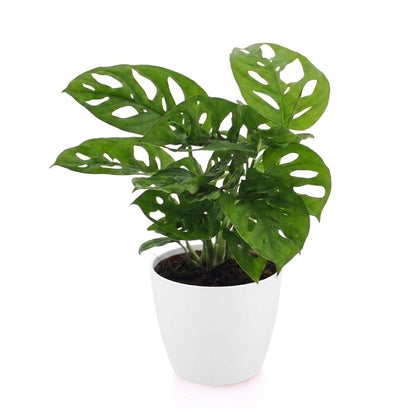 Green boutiQ - Monstera Adansonii - Rhaphidophora Tetrasperma - 1 Plant - met Potter Wit - Pot 12cm - Hoogte - 25cm