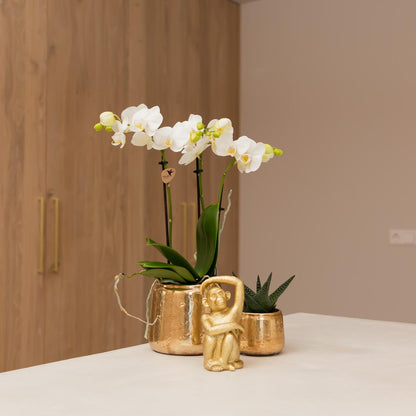 Kolibri Orchideen | Weiße Phalaenopsis-Orchidee – Amabilis + Luxuriöser, dekorativer Topf, Gold – Topfgröße Ø 9 cm – 40 cm hoch | Blühende Zimmerpflanze im Blumentopf – frisch vom Züchter
