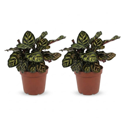 Green boutiQ - Calathea Makoyana - Pauwenplant - 2 Planten - Pot 12cm - Hoogte 25cm