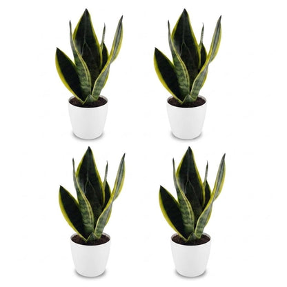 Green boutiQ - Sansevieria Future Superb - Vrouwentong - 4 Planten - met Potter Wit - Pot 12cm - Hoogte - 35cm