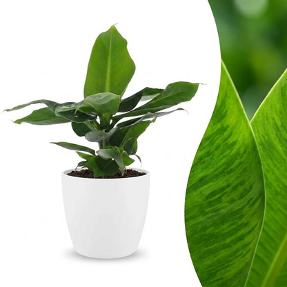 Green boutiQ - Musa Oriental Dwarf - Dwergbanaan - 1 Plant - met Potter Wit - Pot 12cm - Hoogte - 30cm
