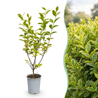 Green boutiQ - 16x Ligustrum ovalifolium Aureum - Bontbladige Liguster - Haagplanten - Groenblijvend - Bont - Pot 9cm - Hoogte 35-45cm