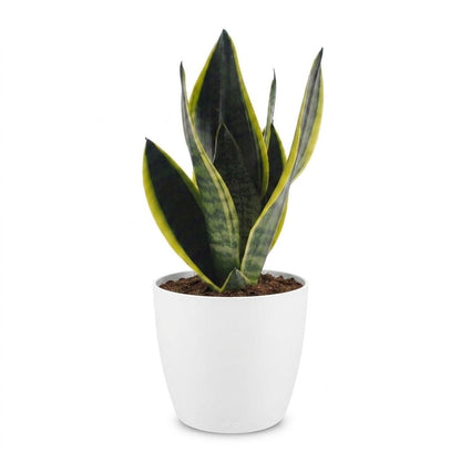 Green boutiQ - Sansevieria Future Superb - Vrouwentong - 1 Plant - met Potter Wit - Pot 12cm - Hoogte - 35cm