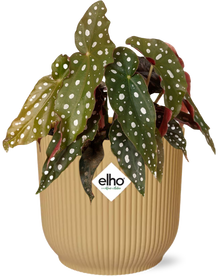 Begonia Maculata + ELHO Vibes Fold 14cm geel
