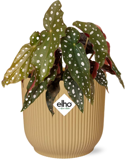 Begonia Maculata + ELHO Vibes Fold 14cm yellow