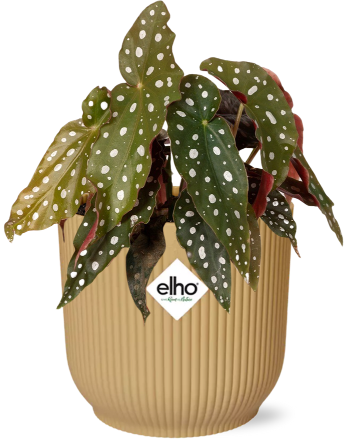 Begonia Maculata + ELHO Vibes Fold 14cm geel