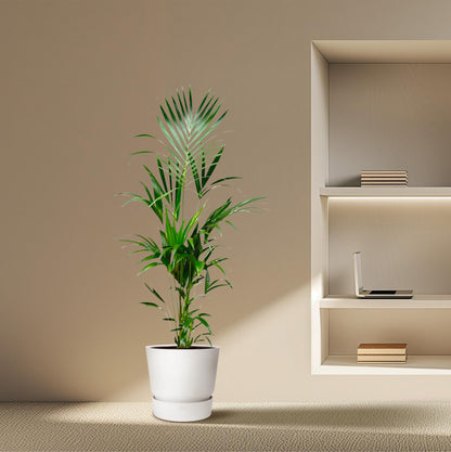 Kentia palm - 170cm - ⌀21 -25