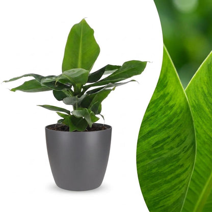 Green boutiQ - Musa Oriental Dwarf - Dwergbanaan - 1 Plant - met Potter Grijs - Pot 12cm - Hoogte - 30cm