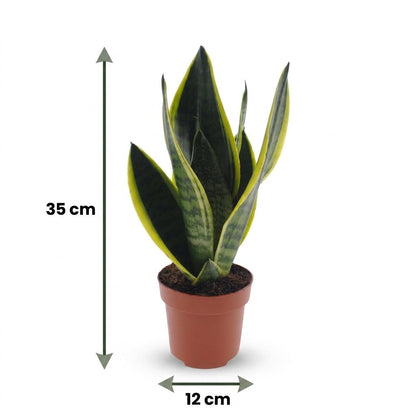 Green boutiQ - Sansevieria Future Superb - Vrouwentong - 4 Planten - met Potter Wit - Pot 12cm - Hoogte - 35cm