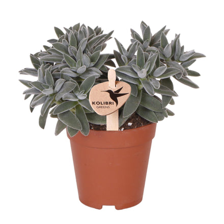 Hummingbird Greens | Green plant - Succulent Tarantula - green houseplant - fresh from the grower - Ø9cm